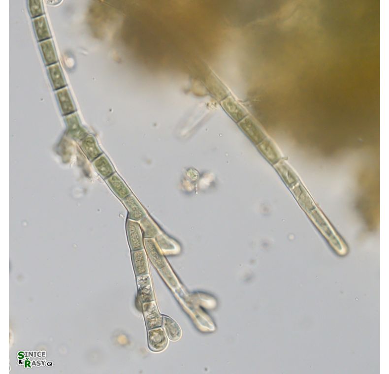 Audouinella pygmaea
