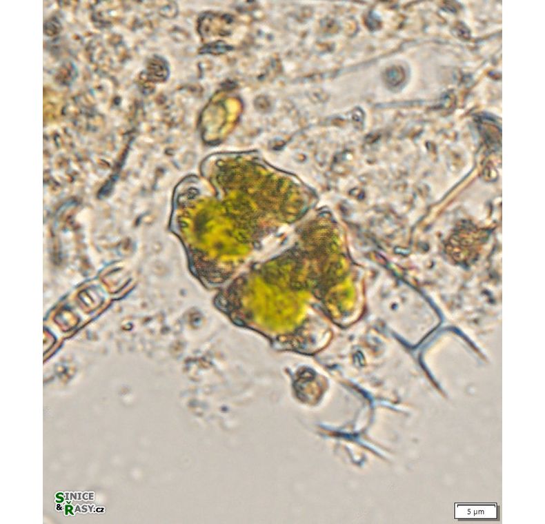 Euastrum elegans
