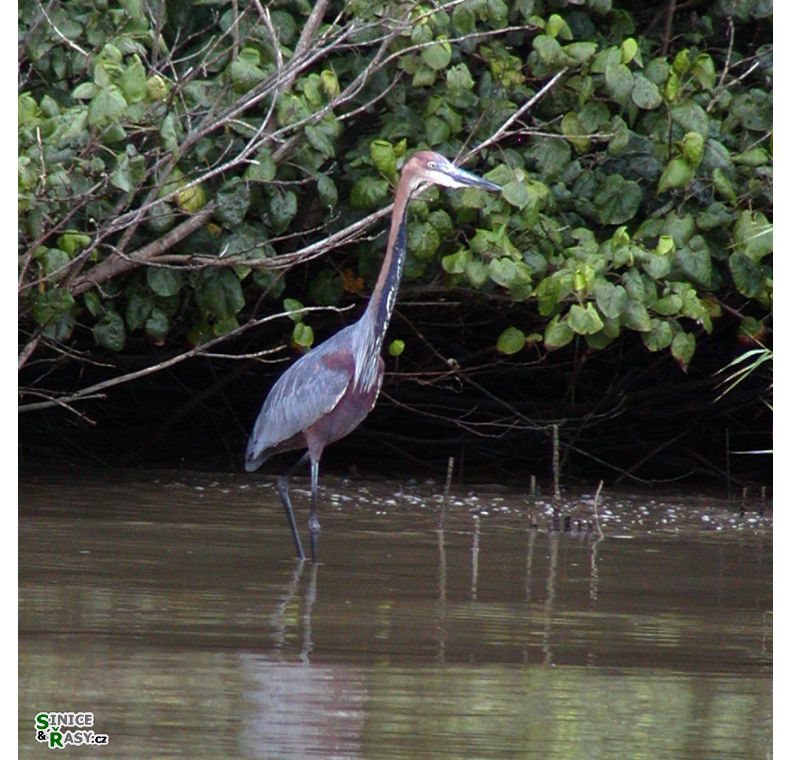 Ardea goliath