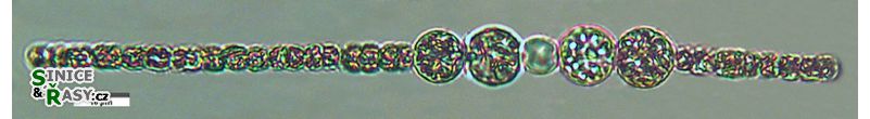 Sphaerospermopsis aphanizomenoides