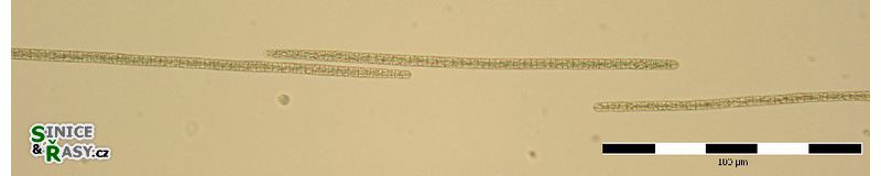 Planktothrix agardii