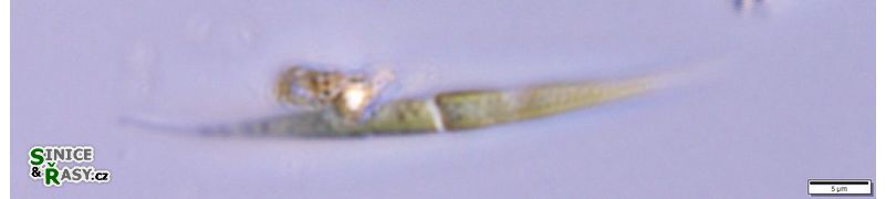 Closteriopsis acicularis