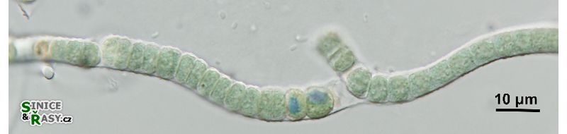 Scytonema