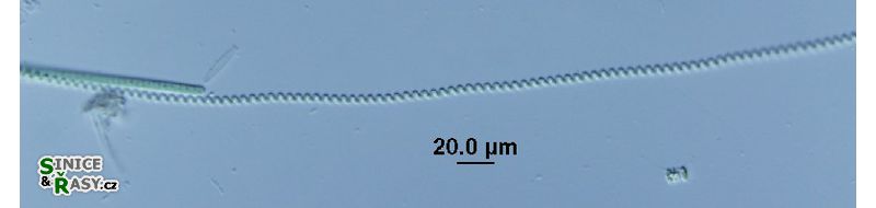Spirulina major