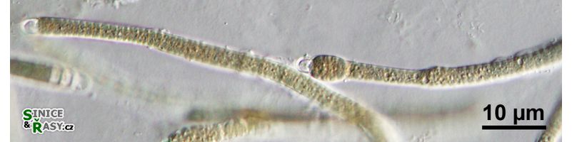 Microchaete