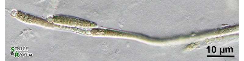 Microchaete