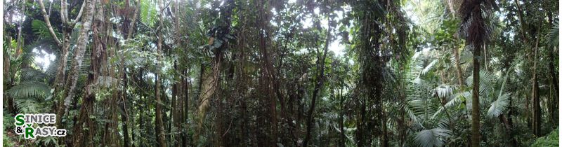 el-yunque-lowland-puerto-rico-2013-037