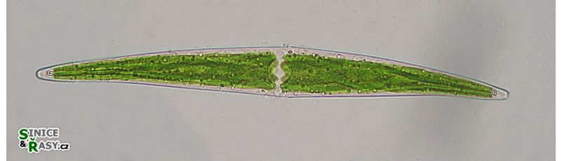 Closterium littorale