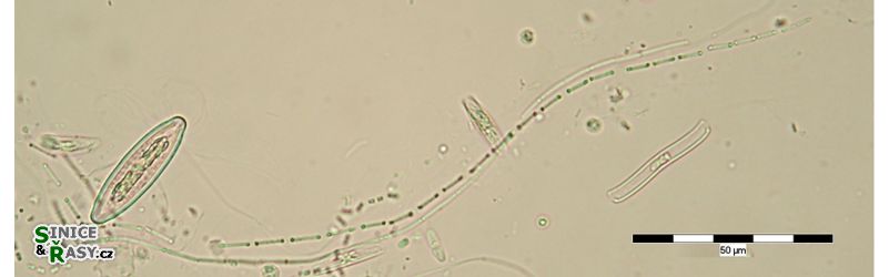 Wolskyella floridana