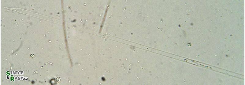 Proboscia alata
