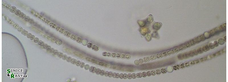 Dolichospermum affine