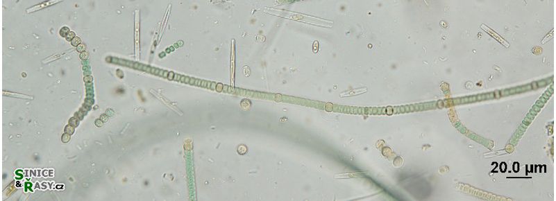 Nodularia harveyana