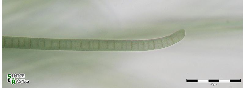 Phormidium chalybeum