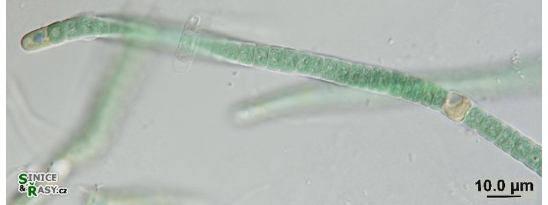 Scytonema