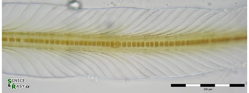 Petalonema alatum