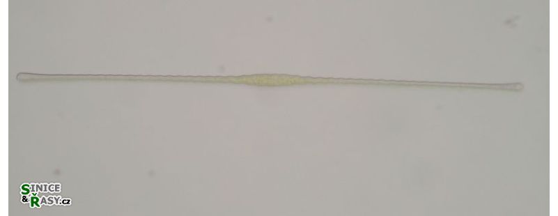 Toxarium undulatum
