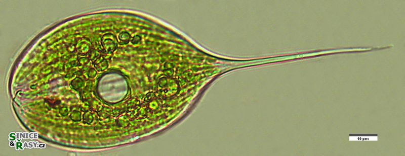 Phacus longicauda