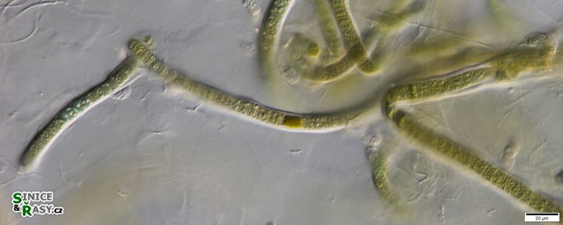cf. Scytonematopsis