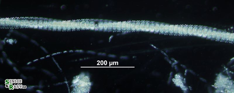 Desmidium swartzii