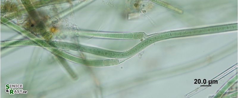 Tolypothrix lanata