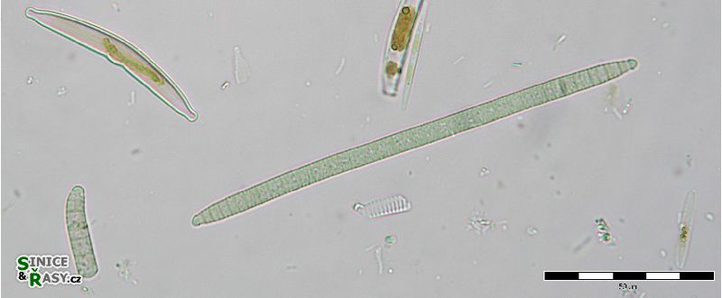 Microcoleus fonticola