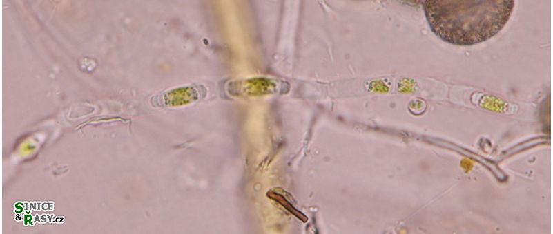 Binuclearia tectorum