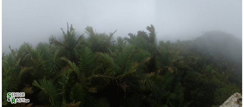 el-yunque-highland-puerto-rico-2013-045