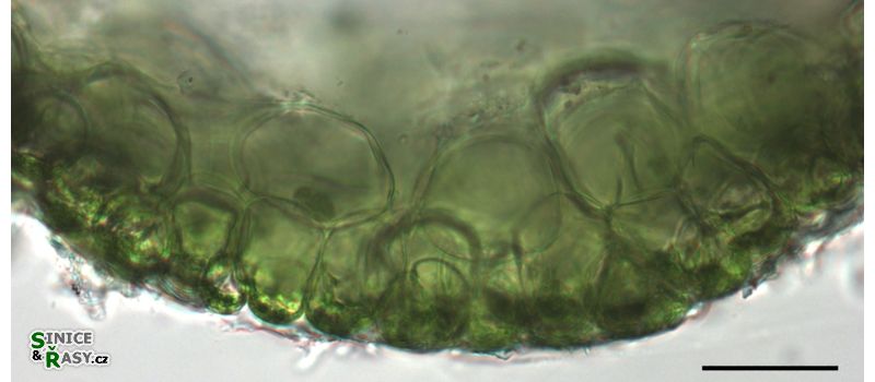 Jaoa bullata