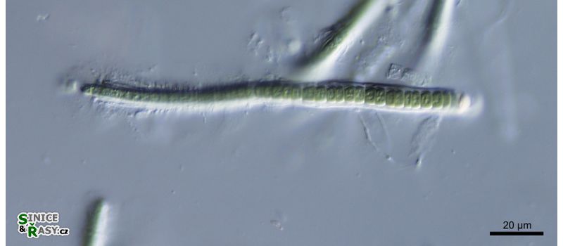 cf. Calothrix