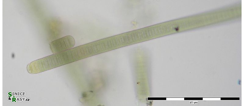 Oscillatoria cf. sancta