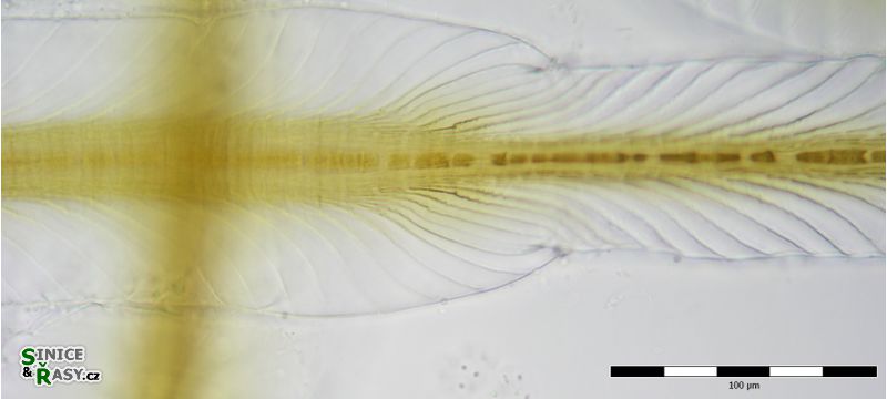 Petalonema alatum