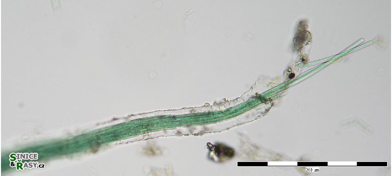 Microcoleus lacustris