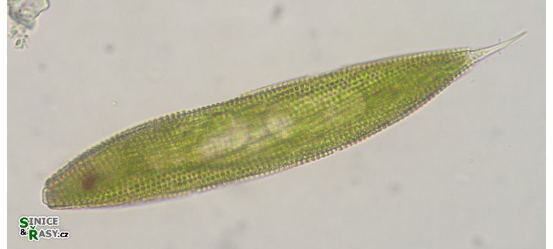 Lepocinclis spirogyroides