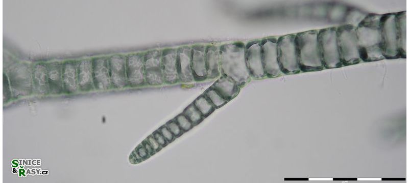 Compsopogon