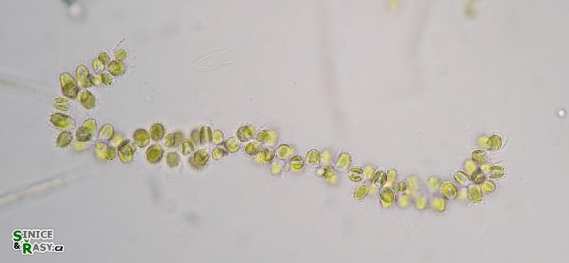 Catenochrysis