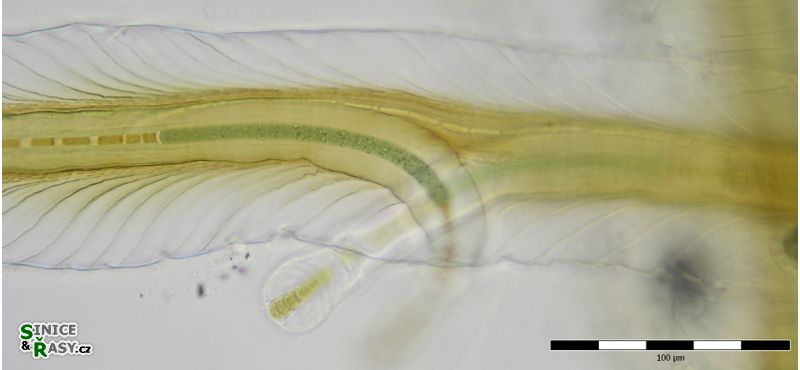 Petalonema alatum