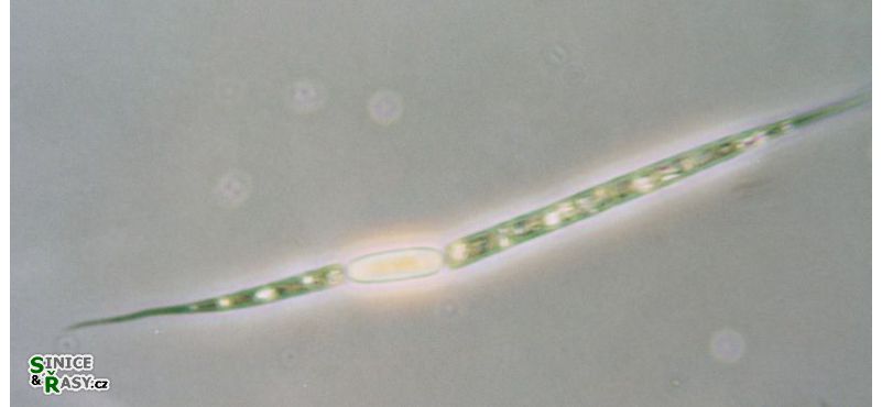 Raphidiopsis