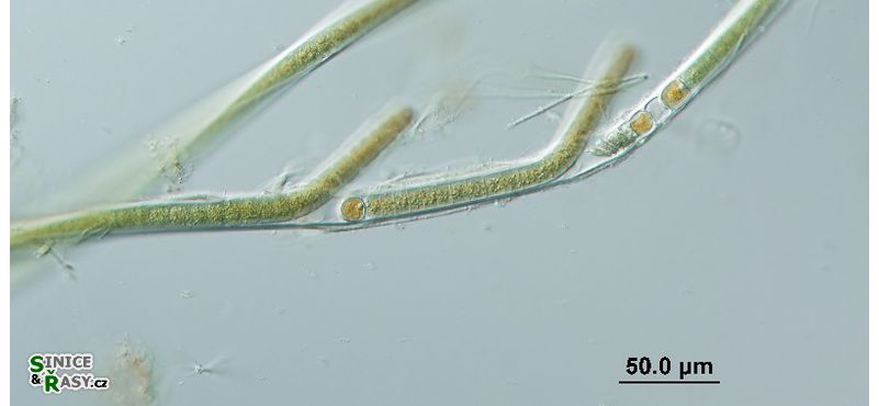 Tolypothrix distorta 
