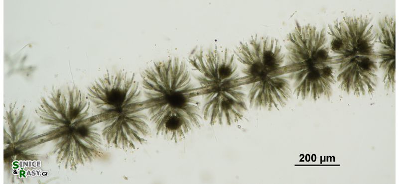 Batrachospermum gelatinosum