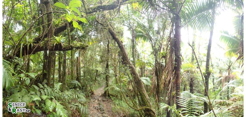 el-yunque-highland-puerto-rico-2013-047