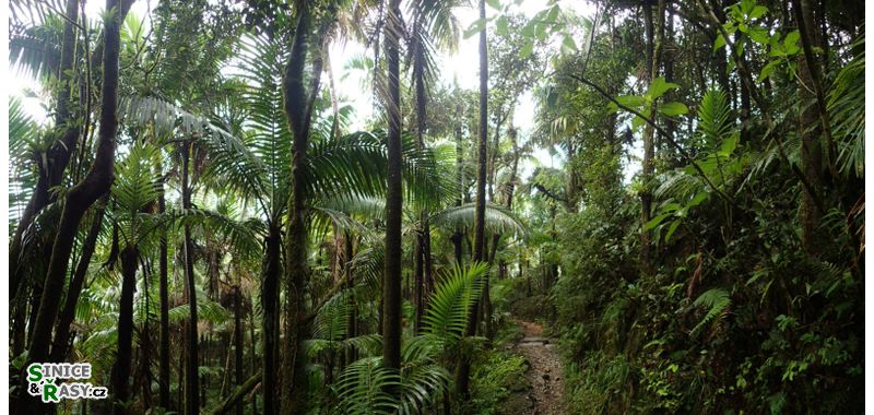 el-yunque-highland-puerto-rico-2013-048