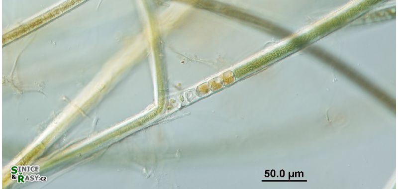 Tolypothrix distorta