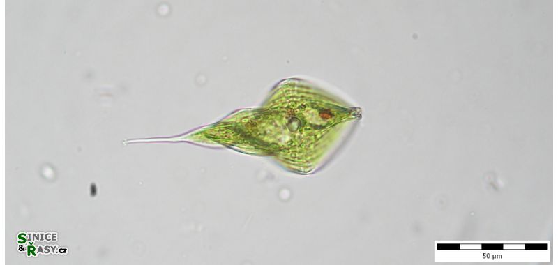Phacus helicoides