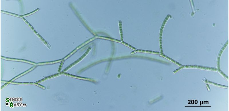 Ekerewekia churiensis