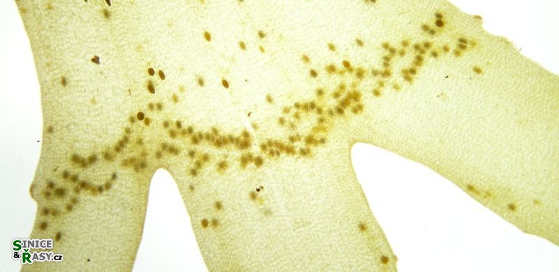 Taonia atomaria