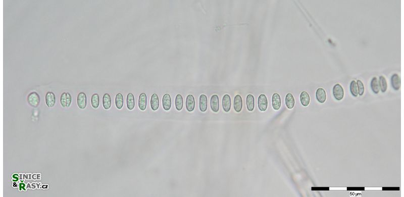 Johanesbaptistia pellucida