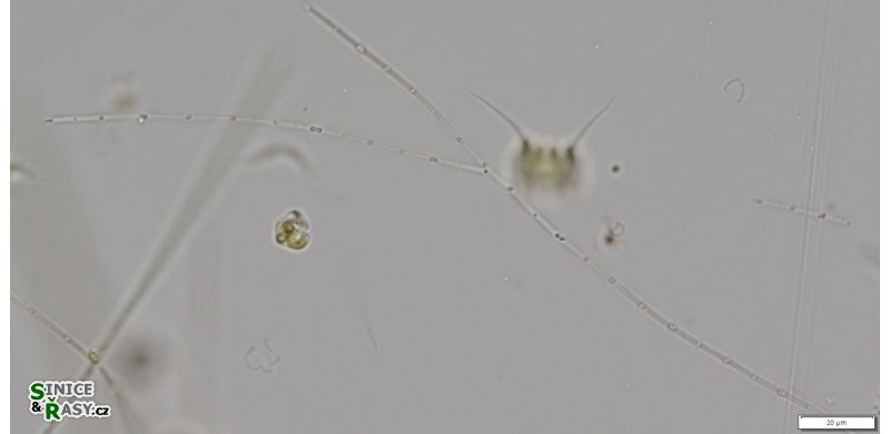 Limnothrix redekei