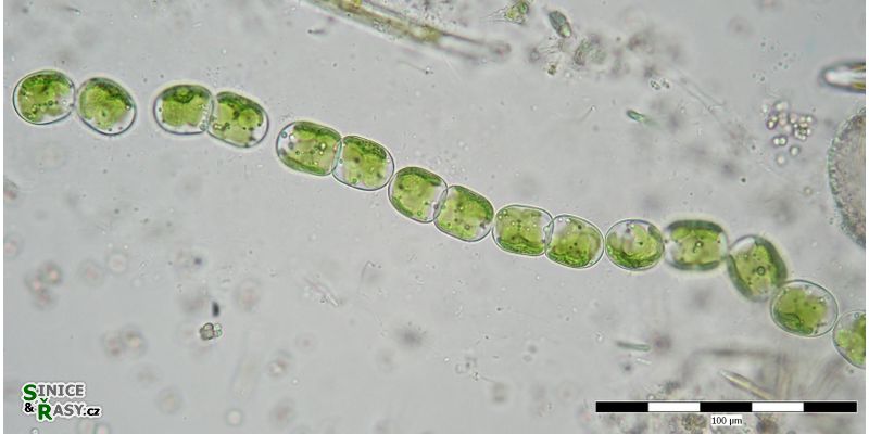 Geminella mutabilis