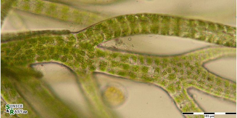 Ulva lactuca forma Enteromorpha inestinalis
