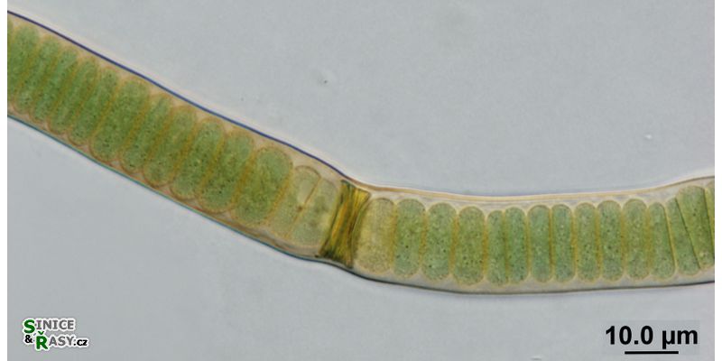 Scytonema
